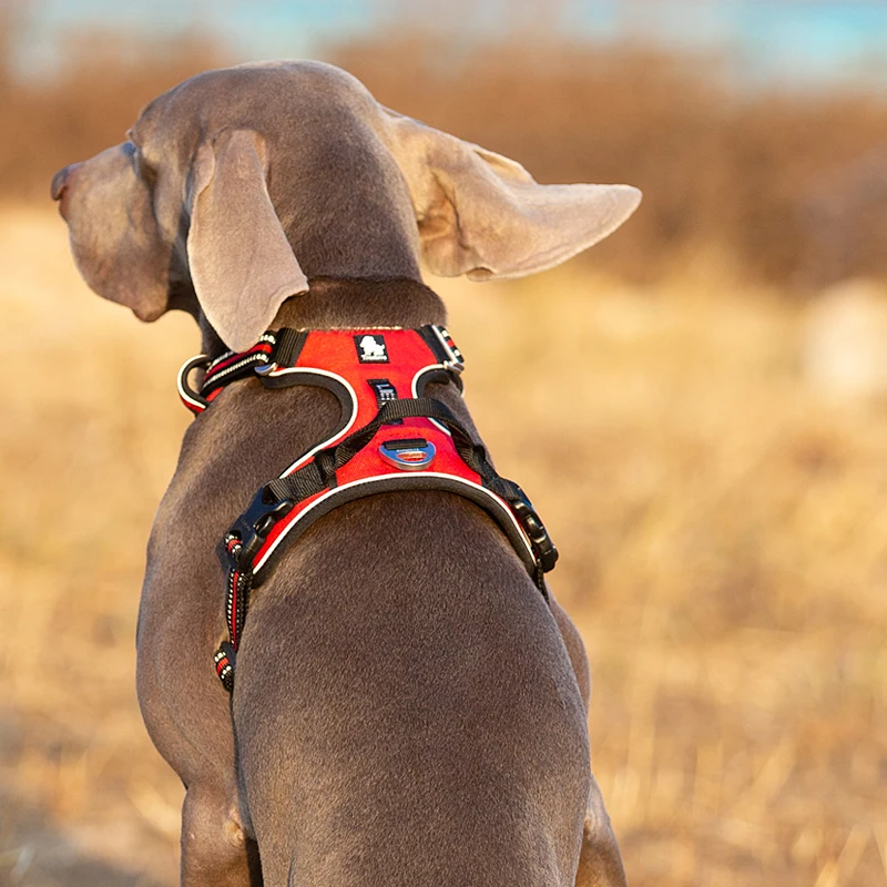 Truelove Pet Yansıtıcı Naylon  - Reflective Jacket Running incelemesi ve fiyatı